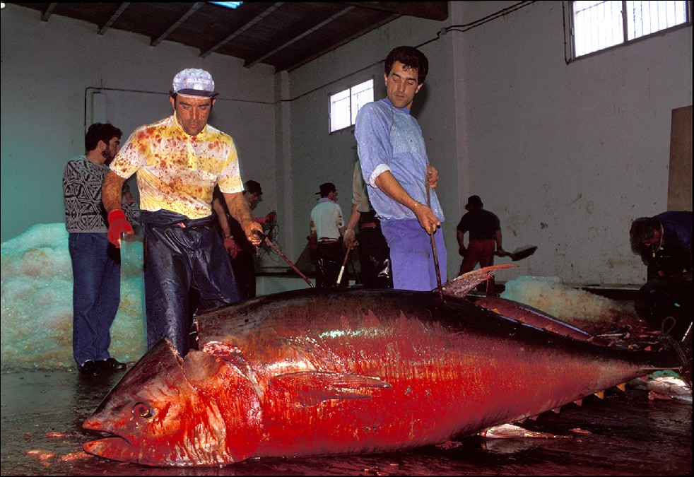 The Samurais Of The Sea 