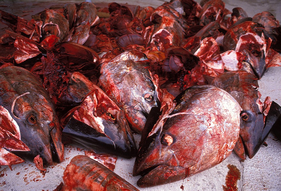 The Samurais Of The Sea 