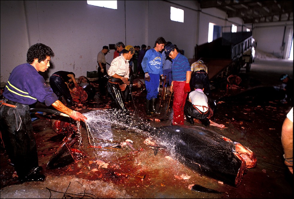 The Samurais Of The Sea 