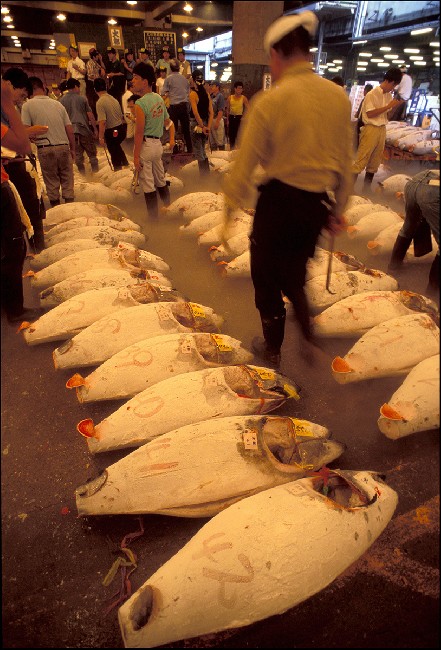 The Samurais Of The Sea 