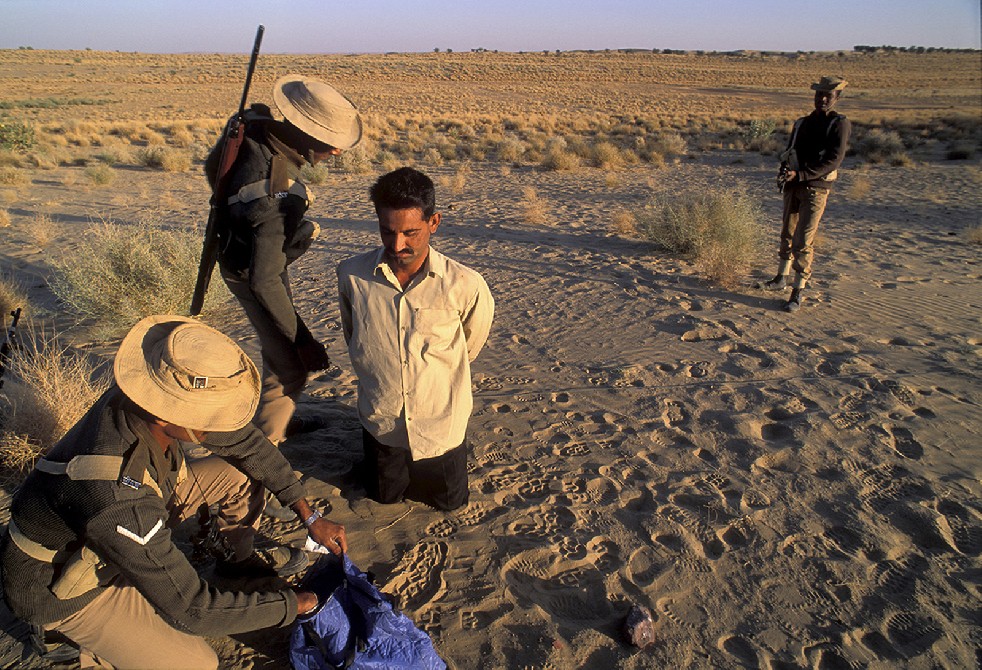 Desert Sentries 