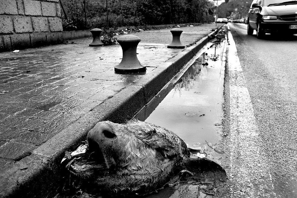 Scampia, No Man's Land 