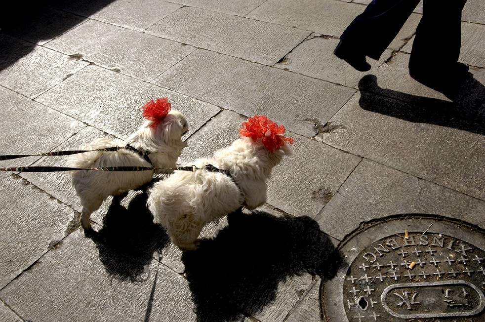 Tibet is Dying 