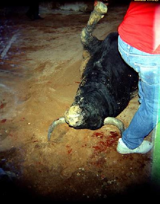 Afternoons in a Bullring