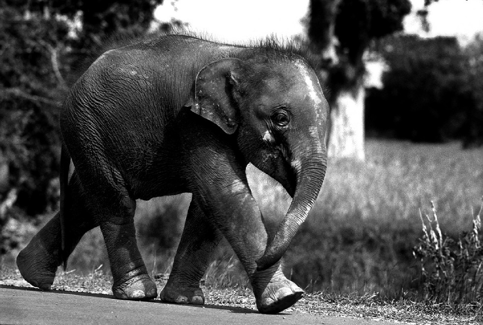 SOS Thai Elephants 